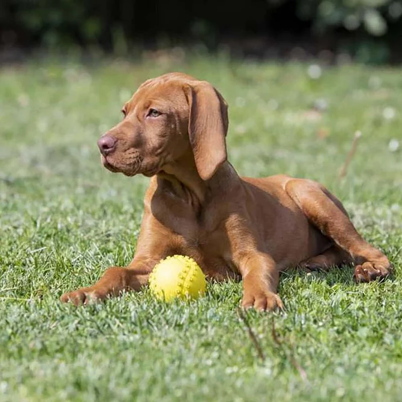 Palline in gomma per cani