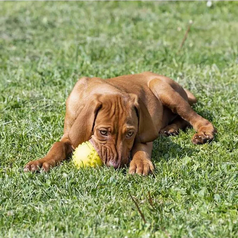 Palline in gomma per cani