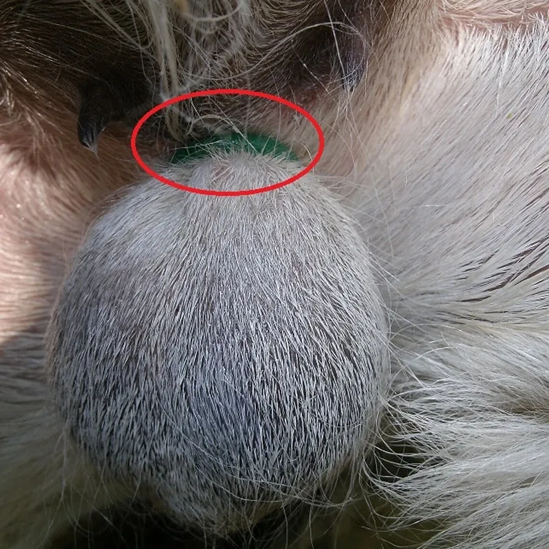 Pinza per Castrazione di Agnelli, Elastrator