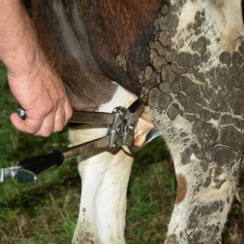 Pinza per la castrazione dei tori