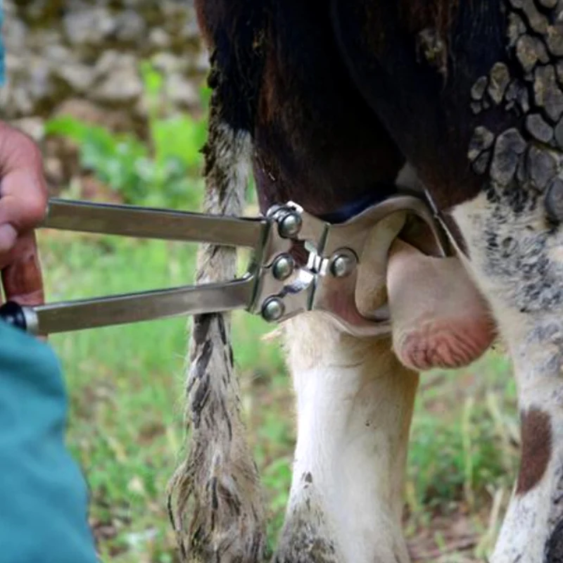 Pinza per la castrazione dei tori