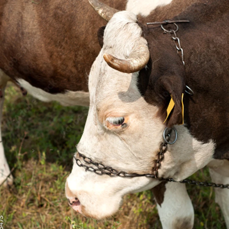 Catena per bovini a tre pezzi