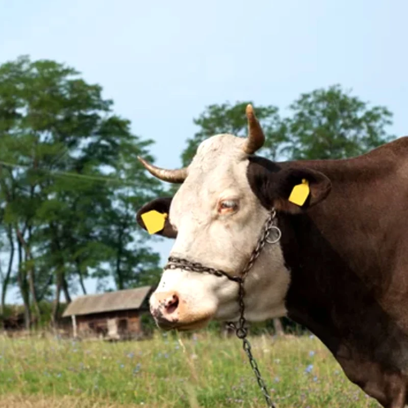 Catena per bovini a tre pezzi