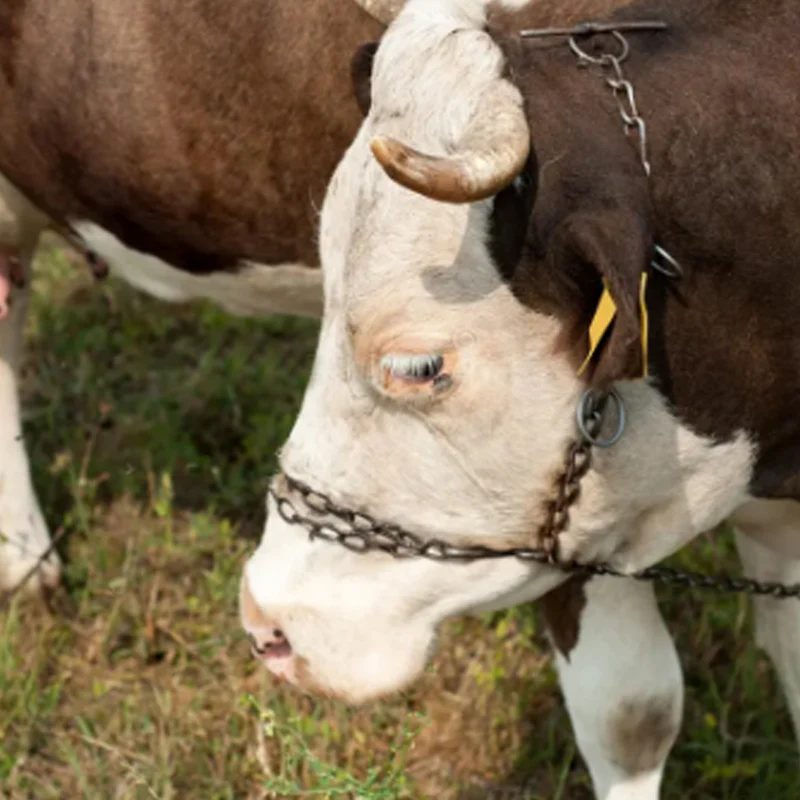 Catena per bovini a quattro pezzi