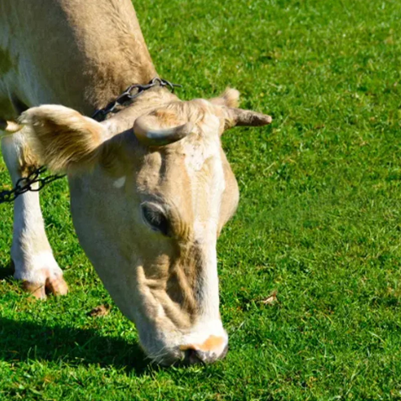 Catena per bovini a quattro pezzi