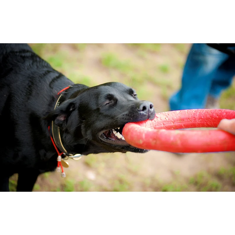 Anello giocattolo in gomma piena per cani
