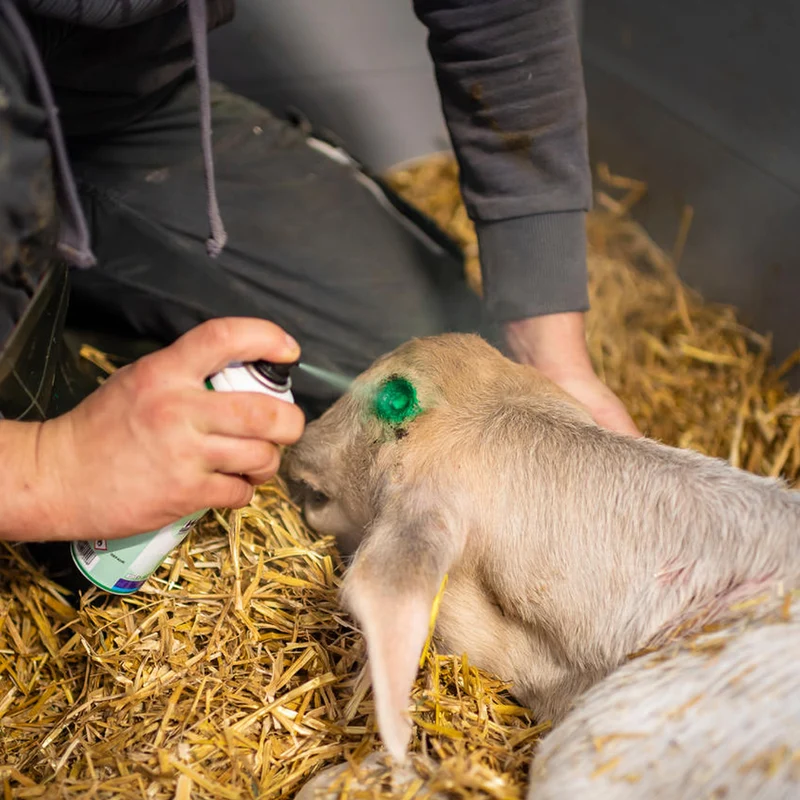 Intra Repiderma Spray per la Cura della Pelle e Degli Zoccoli