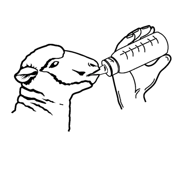 Biberon per agnelli Anti-Vac con tettarella per un facile riempimento, 450ml