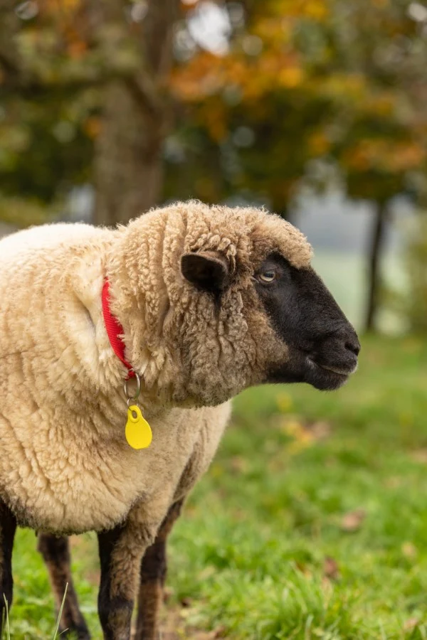 Marche da collo