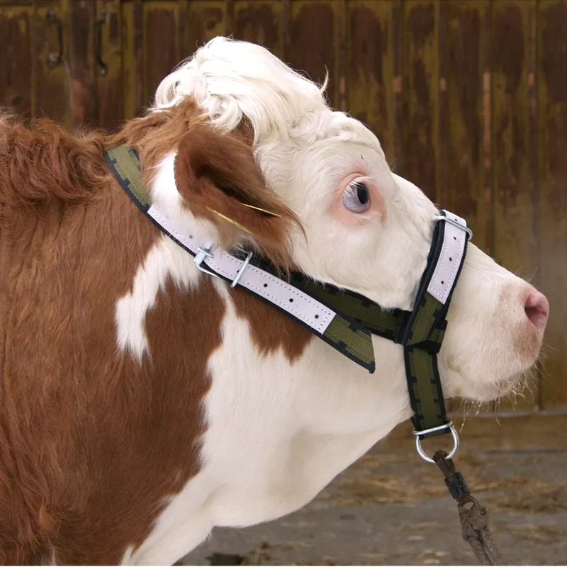 Cavezza per mucca con catena