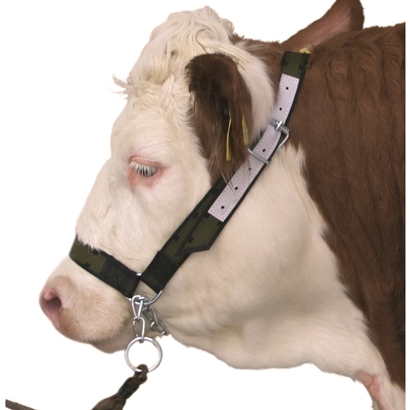 Cavezza per mucca con catena