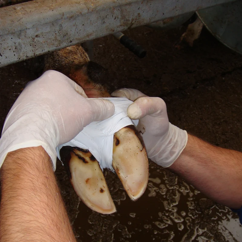 Bendaggio Medicazione per zoccoli VetTape
