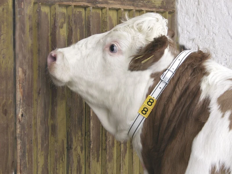 Collare di marcatura per bovini