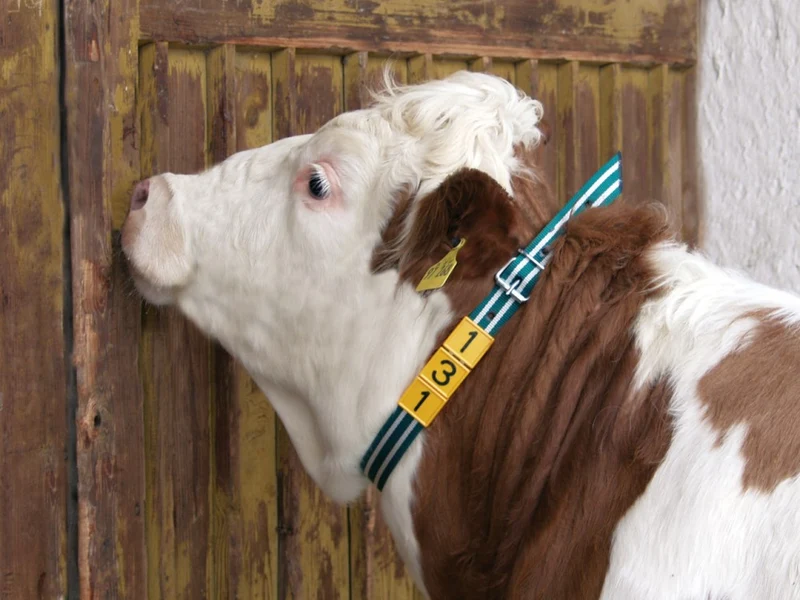 Collare di marcatura per bovini
