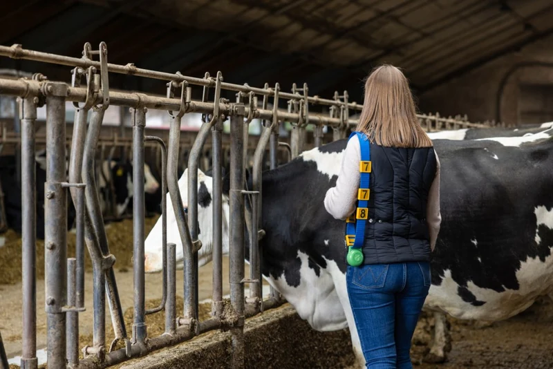 Collare di marcatura per bovini
