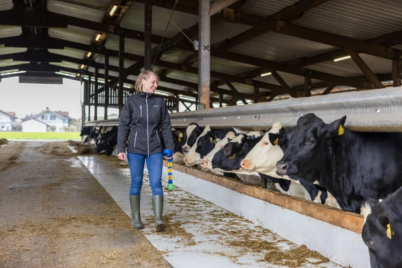 Collare di marcatura per bovini