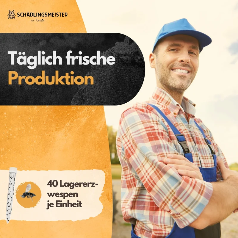 Lagererzwespen - 40 Nützlinge - Zur Brotkäfer Bekämpfung und Kornkäfer Bekämpfung