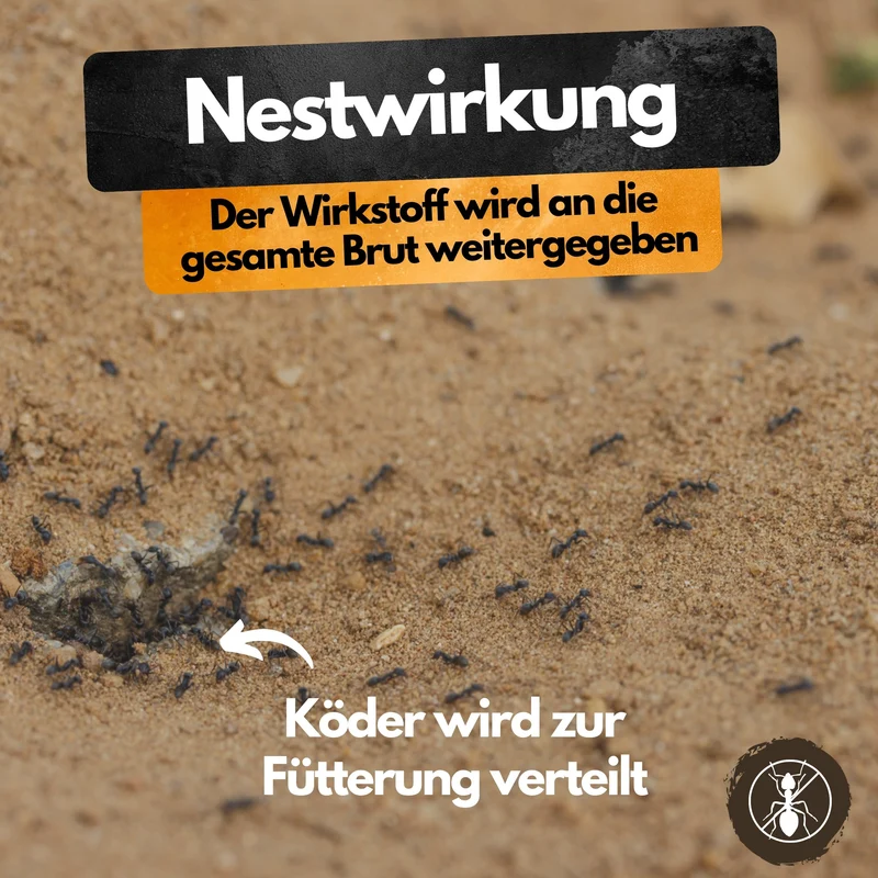 Ameisenköder Dose mit Nestwirkung – gegen alle Ameisenarten – für innen & außen – starker Lockstoff