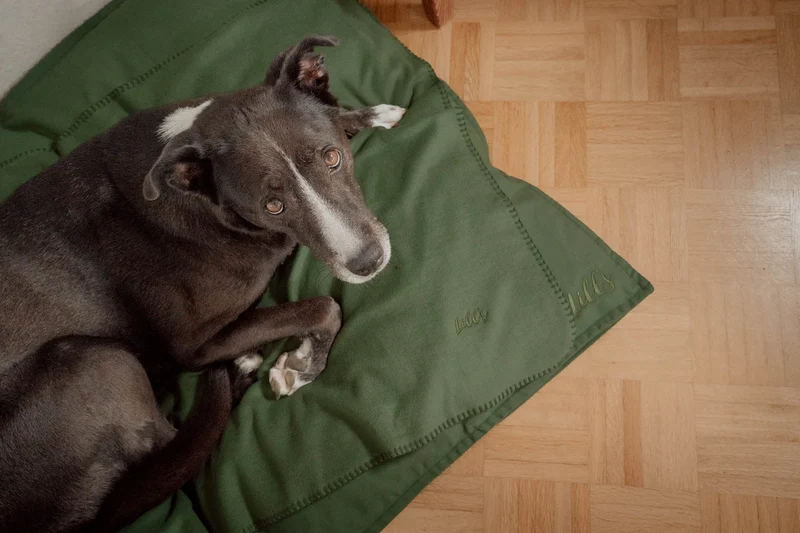 Hundedecke "Coco" | Olive