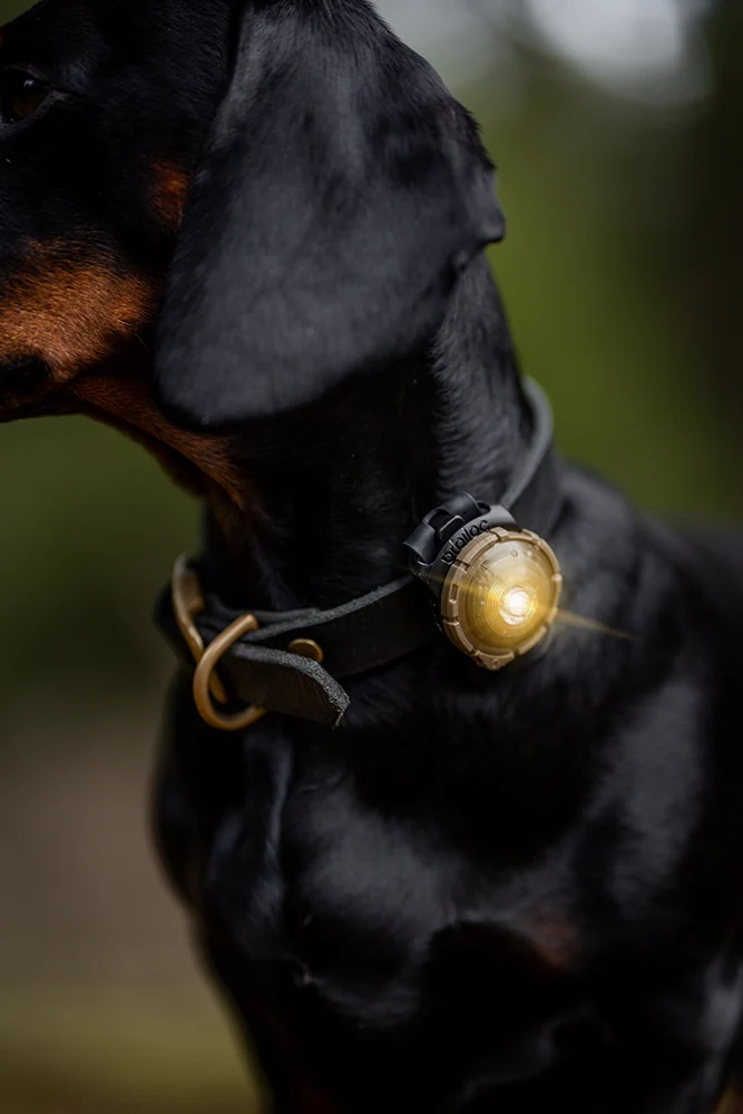 Sicherheitslicht Dog Dual | Gold