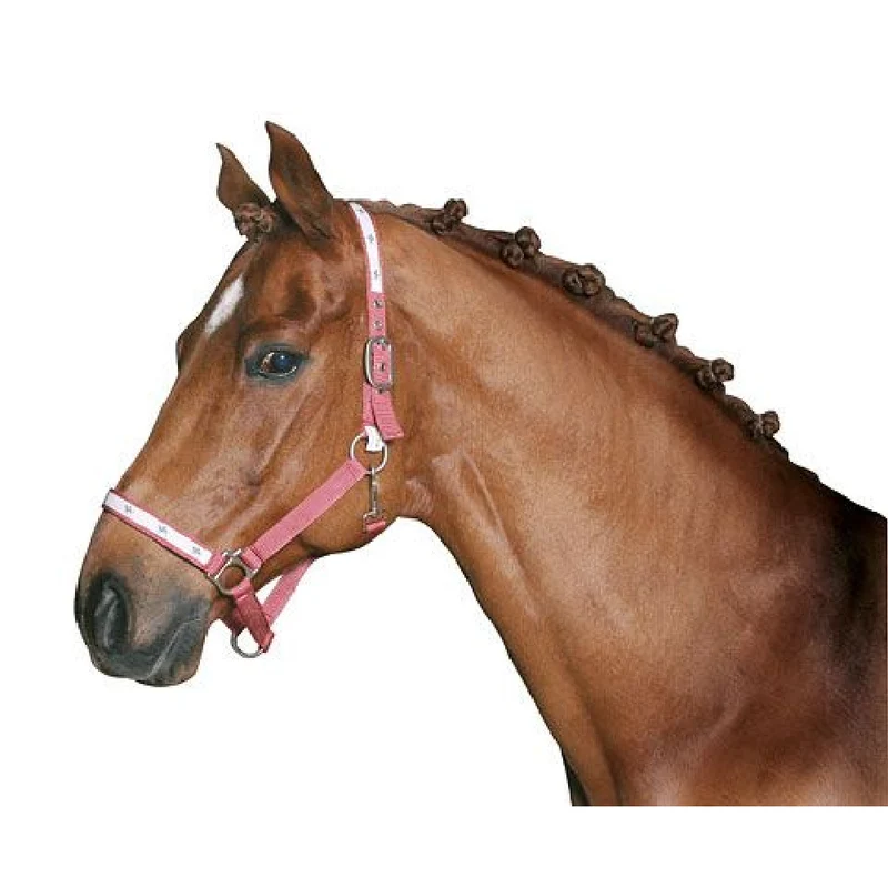 Elastici Per Cavalli