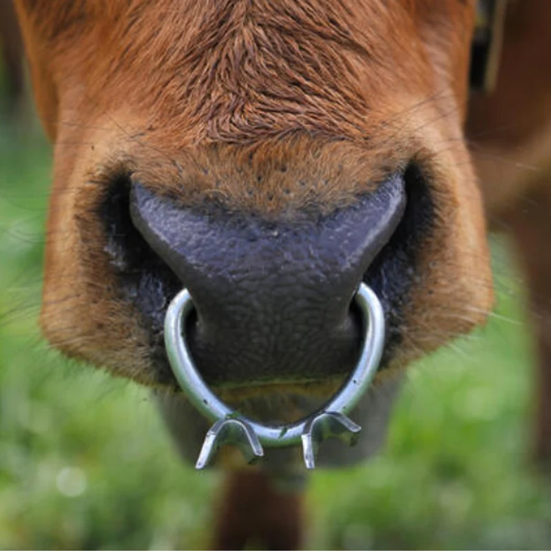 Antisucchio bovini in metallo