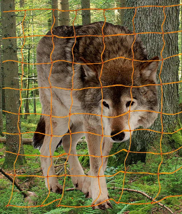 Rete Euro Wolf con doppie punte - 145cm x 50m