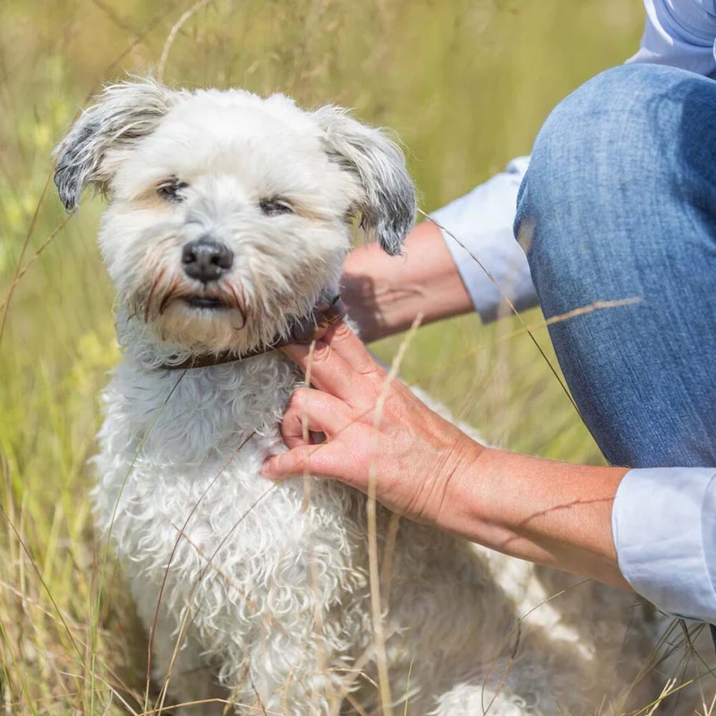 Collare antiparassitario per cani da 60 cm