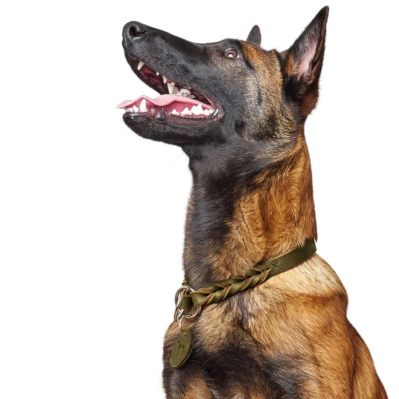 Dressurhalsung Solid Education