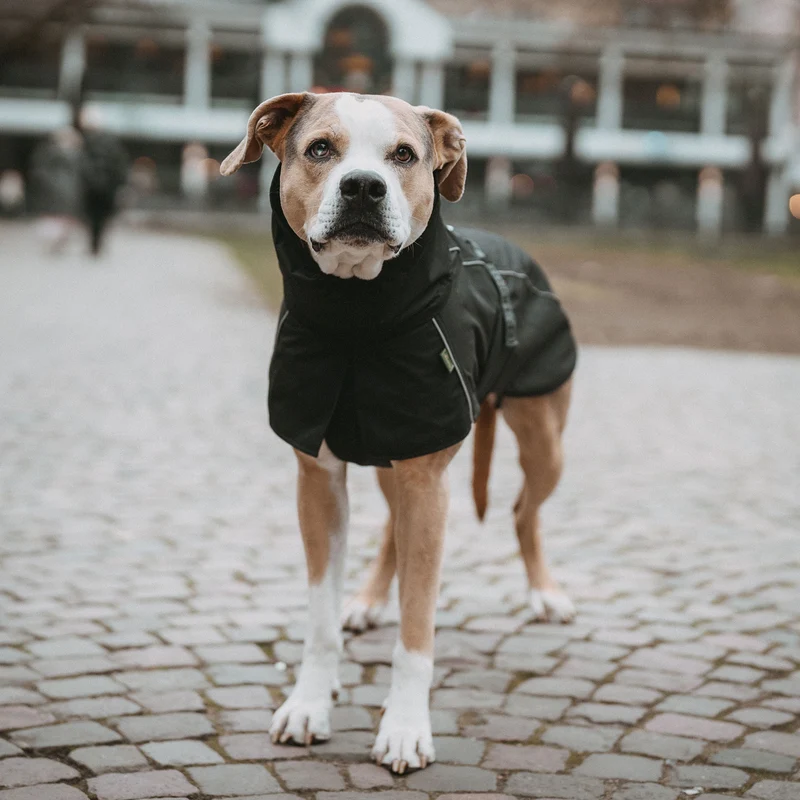 Hundemantel Nordby