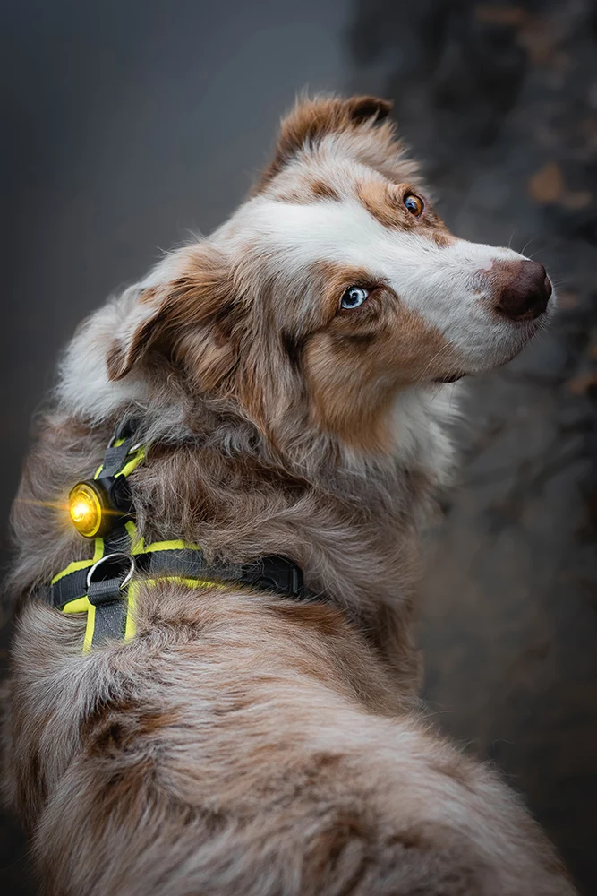 Sicherheitslicht Dog Dual | Gelb