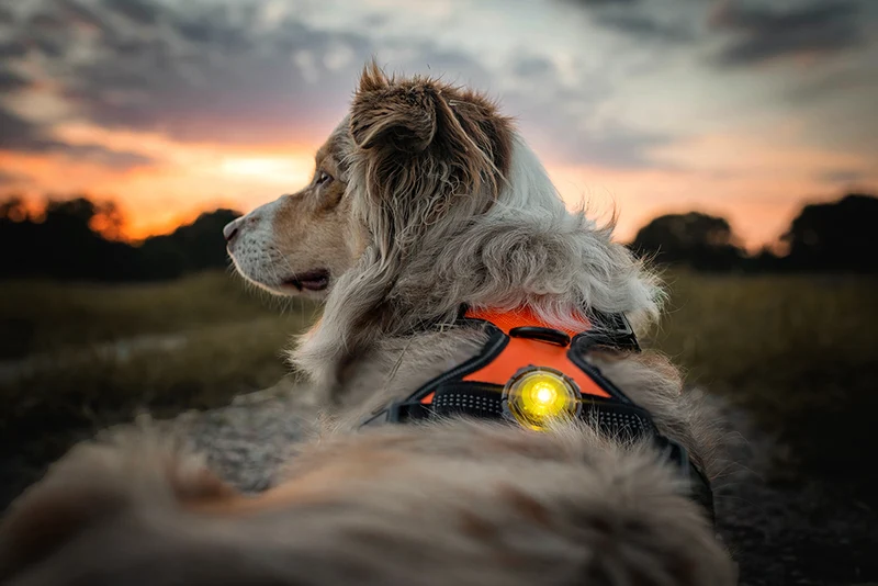 Sicherheitslicht Dog Dual | Gelb