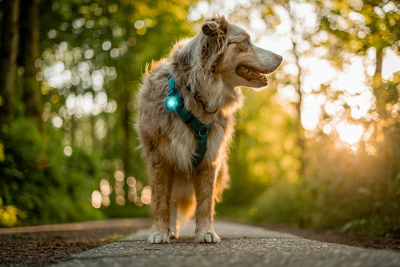 Sicherheitslicht Dog Dual | Türkis