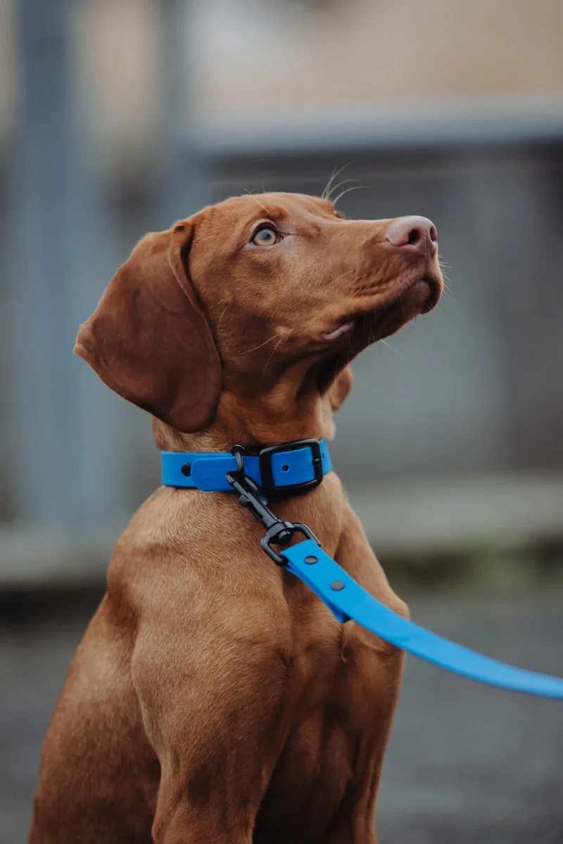 Biothane Hundehalsband | blau