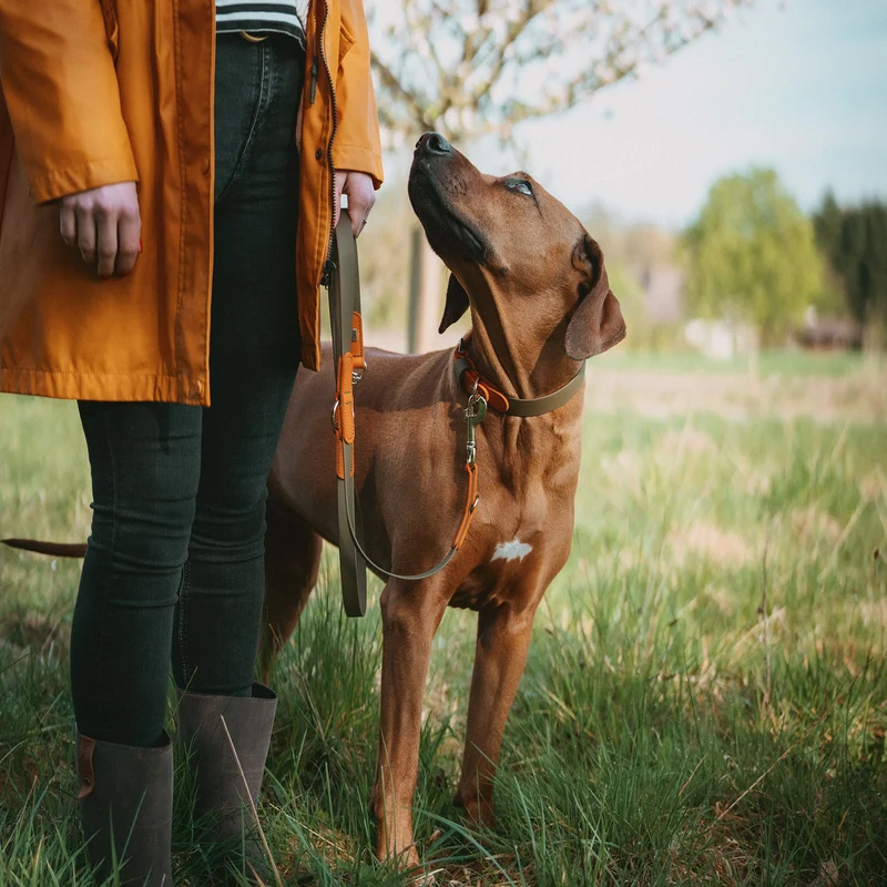 Verstellbare Führleine Wolmar BioThane® x Leder