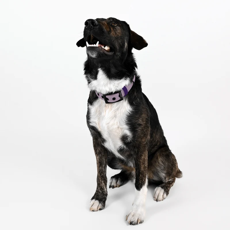 Biothane Hundehalsband | lavendel