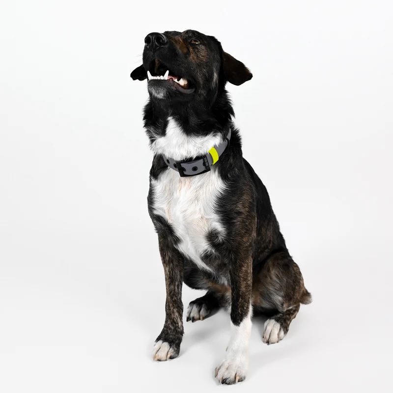 Biothane Hundehalsband | grau