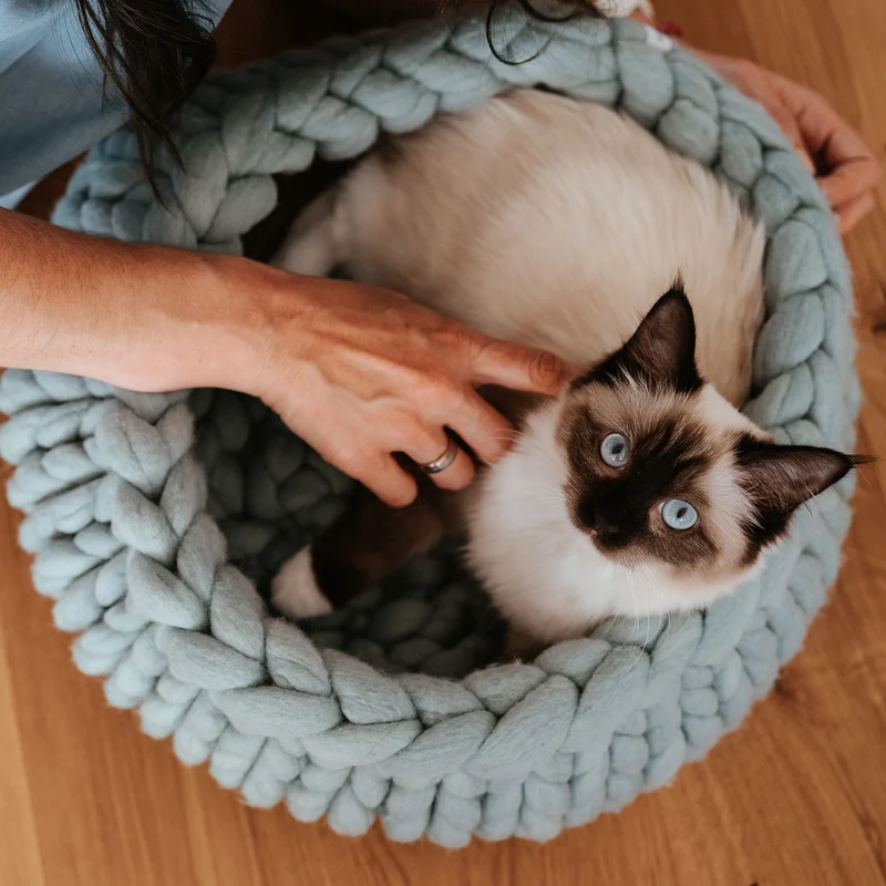 Katzenbett Boogie