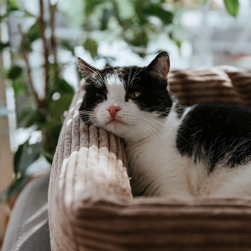 Katzenbett Rimini