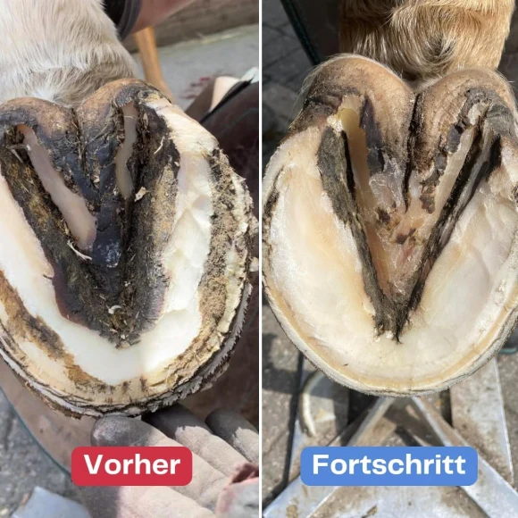 Strahlfoili und Hufoili - die Pflegekombination im Set