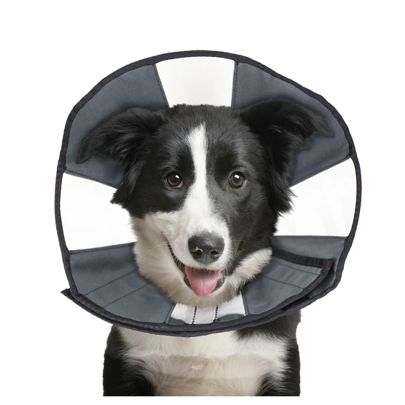 Zenpet Procone