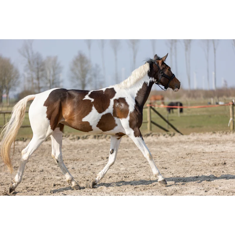Excellent Horse Hi Gloss Glitter Spray